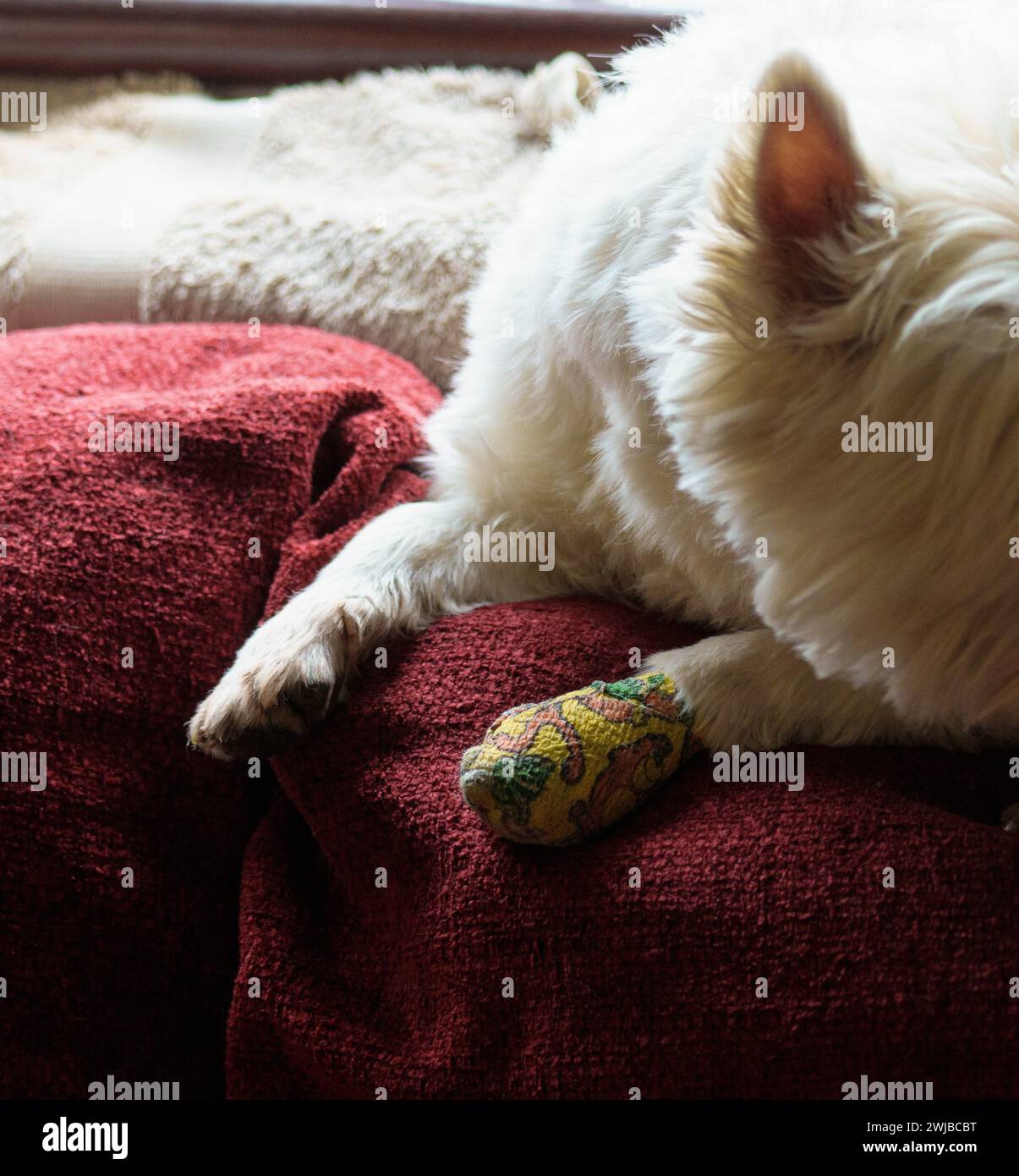 Bandage am Fuß eines West Highland Terriers, der zu Hause nach einer Operation an ihrer Pfote ruht. Stockfoto