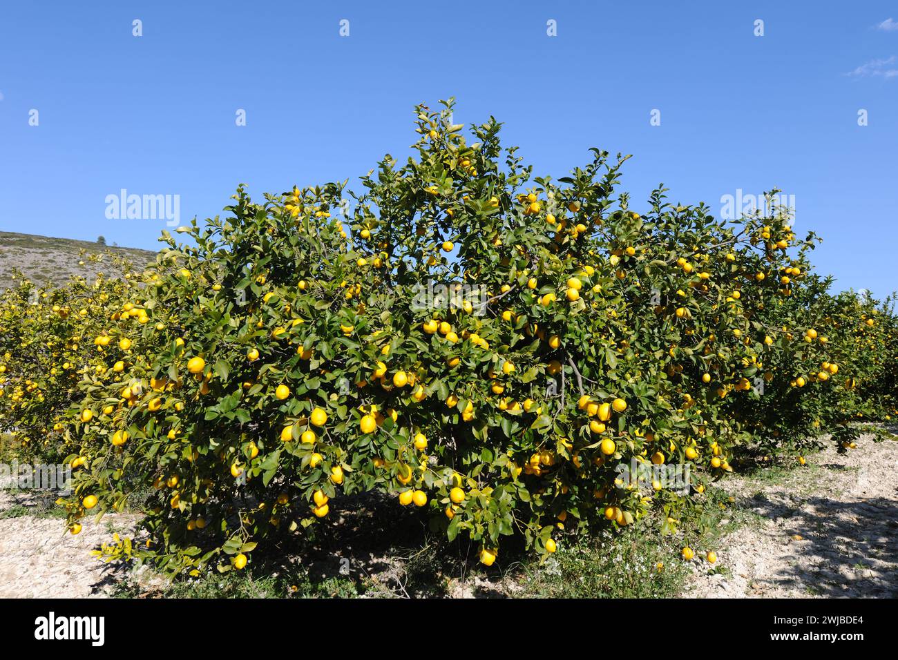 Bio-Zitronenbäume, bedeckt mit reifem Obst, bereit zur Ernte in einem Obstgarten, Provinz Alicante, Spanien Stockfoto