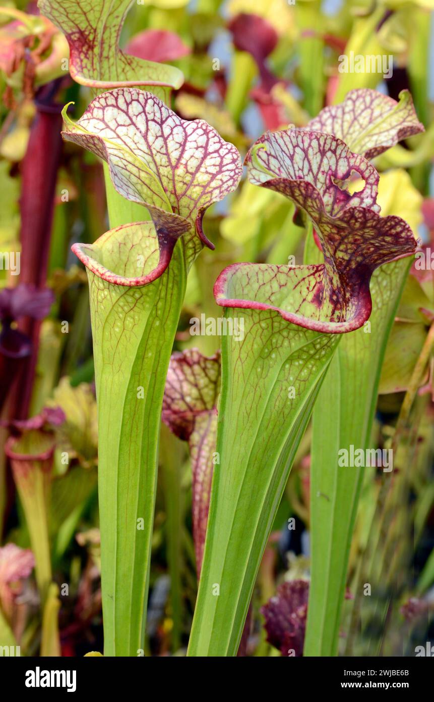 Detail der Trompetenkrug (Sarracenia x moorei H-62-MK), eine wunderschöne insektenfressende Pflanze Stockfoto