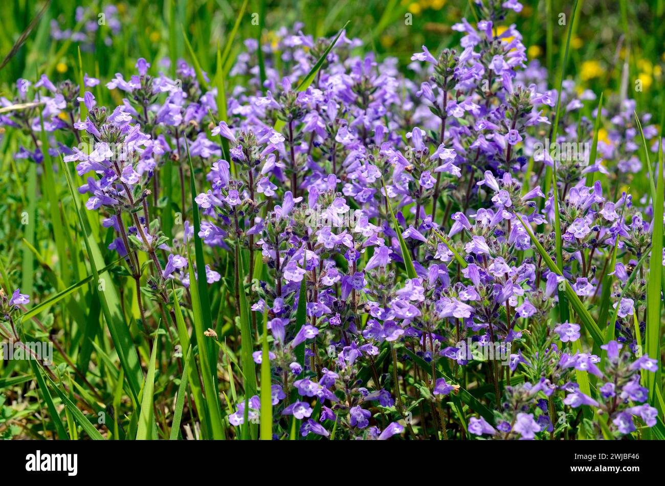 Blüten des Steinthymians (Clinopodium alpinum oder Satureja alpina oder Acinos alpinus) Stockfoto
