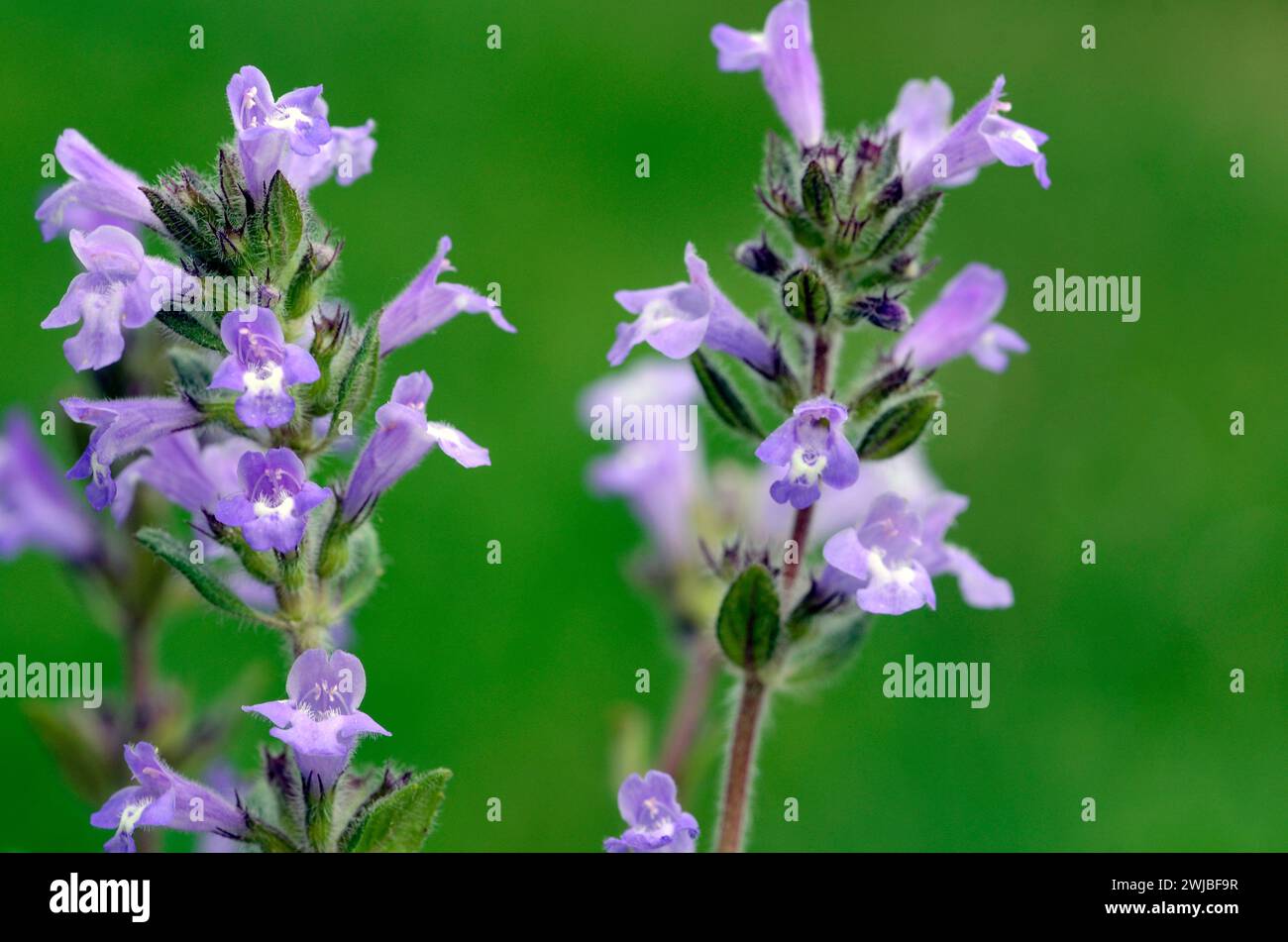 Blüten des Steinthymians (Clinopodium alpinum oder Satureja alpina oder Acinos alpinus) Stockfoto