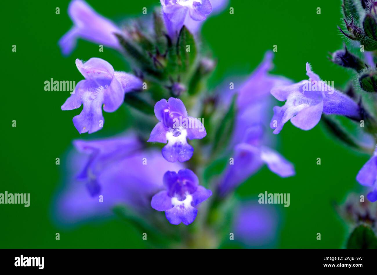 Blüten des Steinthymians (Clinopodium alpinum oder Satureja alpina oder Acinos alpinus) Stockfoto
