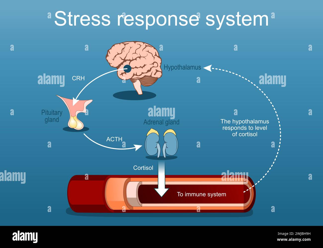 Stress-Response-System. Stresshormone und Cortisolspiegel. Kampf-oder-Flug-Reaktion. Das sympathische Nervensystem. Vektorposter. Isometrische Flachillust Stock Vektor