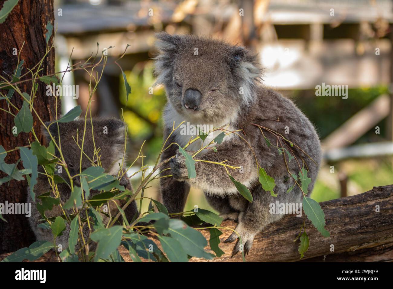 Ein flauschiger Koala (Phascolarctos cinereus) hält sich in der Nähe seines kaum sichtbaren joey. Koalas sind keine Bären, sondern Beuteltiere, die nur in Australien vorkommen. Stockfoto