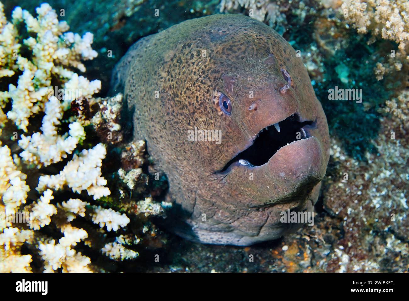 Ein Moray Aal oder Muraenidae, der von einem Korallenriff aus auf die Kamera blickt, wobei seine Mundöffnung seine Zähne zeigt Stockfoto