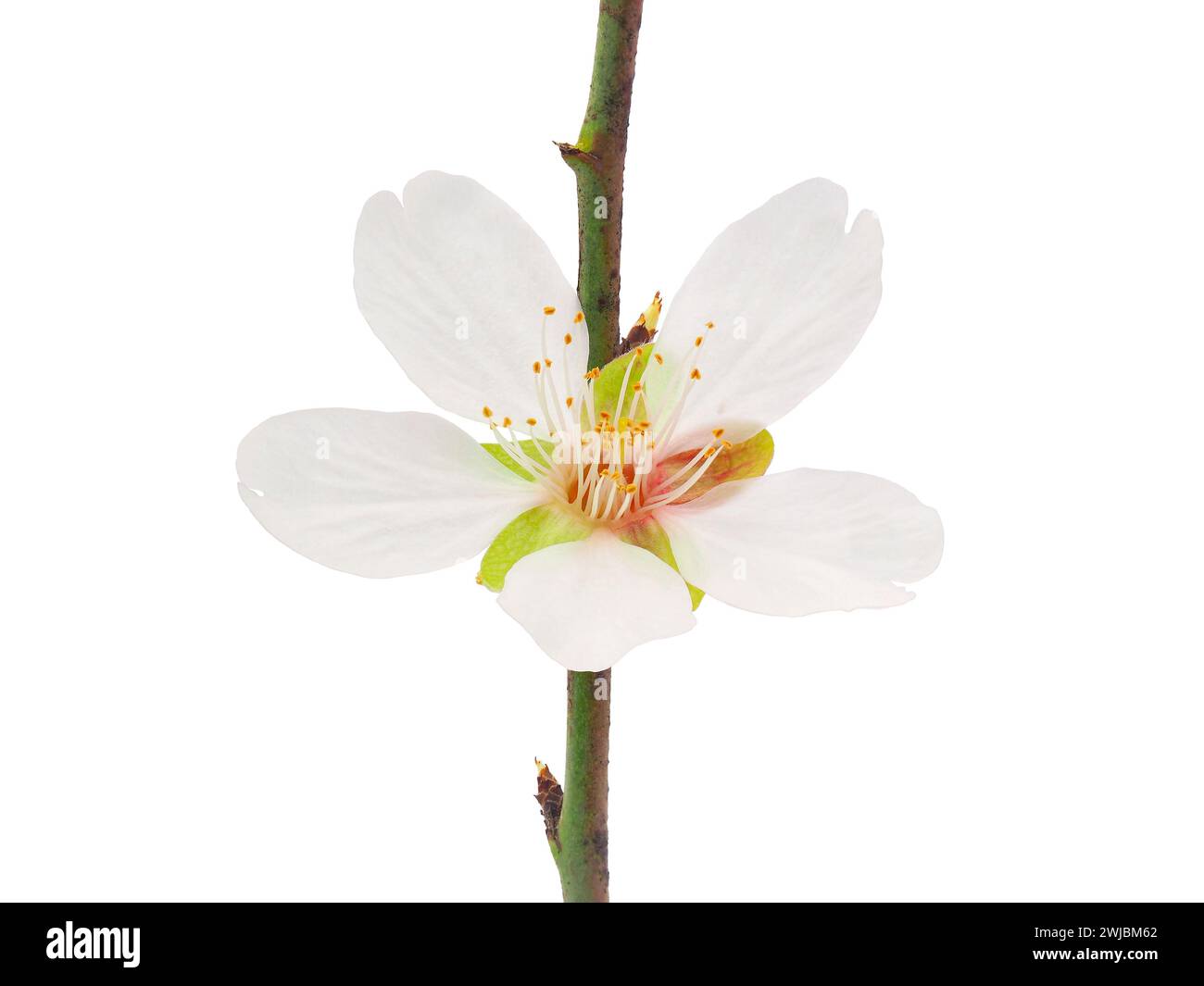 Mandelblüte isoliert auf weißem Hintergrund, Prunus amygdalus Stockfoto