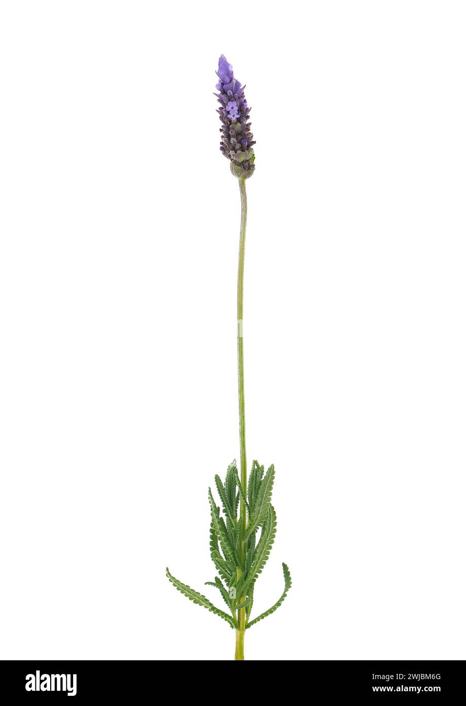 Französische Lavendelpflanze isoliert auf weißem Hintergrund, Lavandula dentata Stockfoto