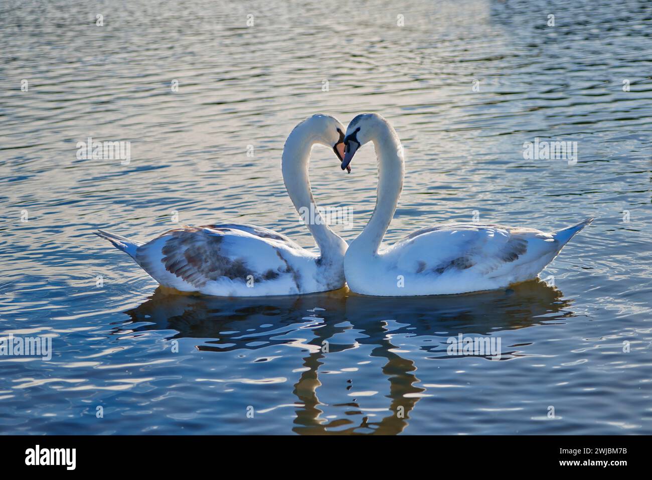 Zwei Schwäne werden von Angesicht zu Angesicht gesehen, während sie auf einem See schweben und mit ihren Körpern eine Herzform bilden. Eine Reflexion ihrer Hälse ist im Wasser sichtbar. Stockfoto