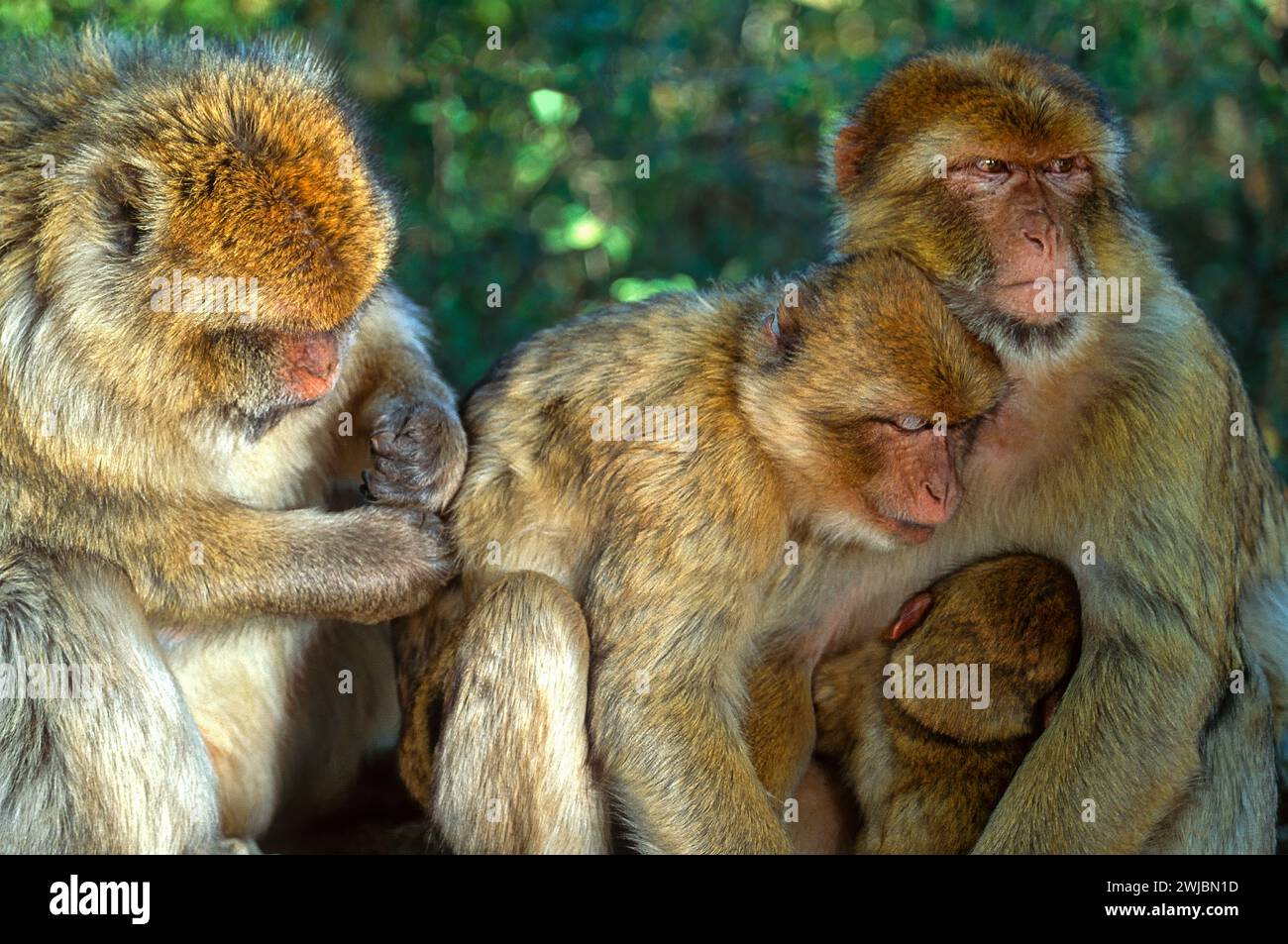 Berbermakaken Macaca sylvanus, eine Familiengruppe, die sich mit dem Pflegeverhalten beschäftigt und einen Jungen saugt Stockfoto