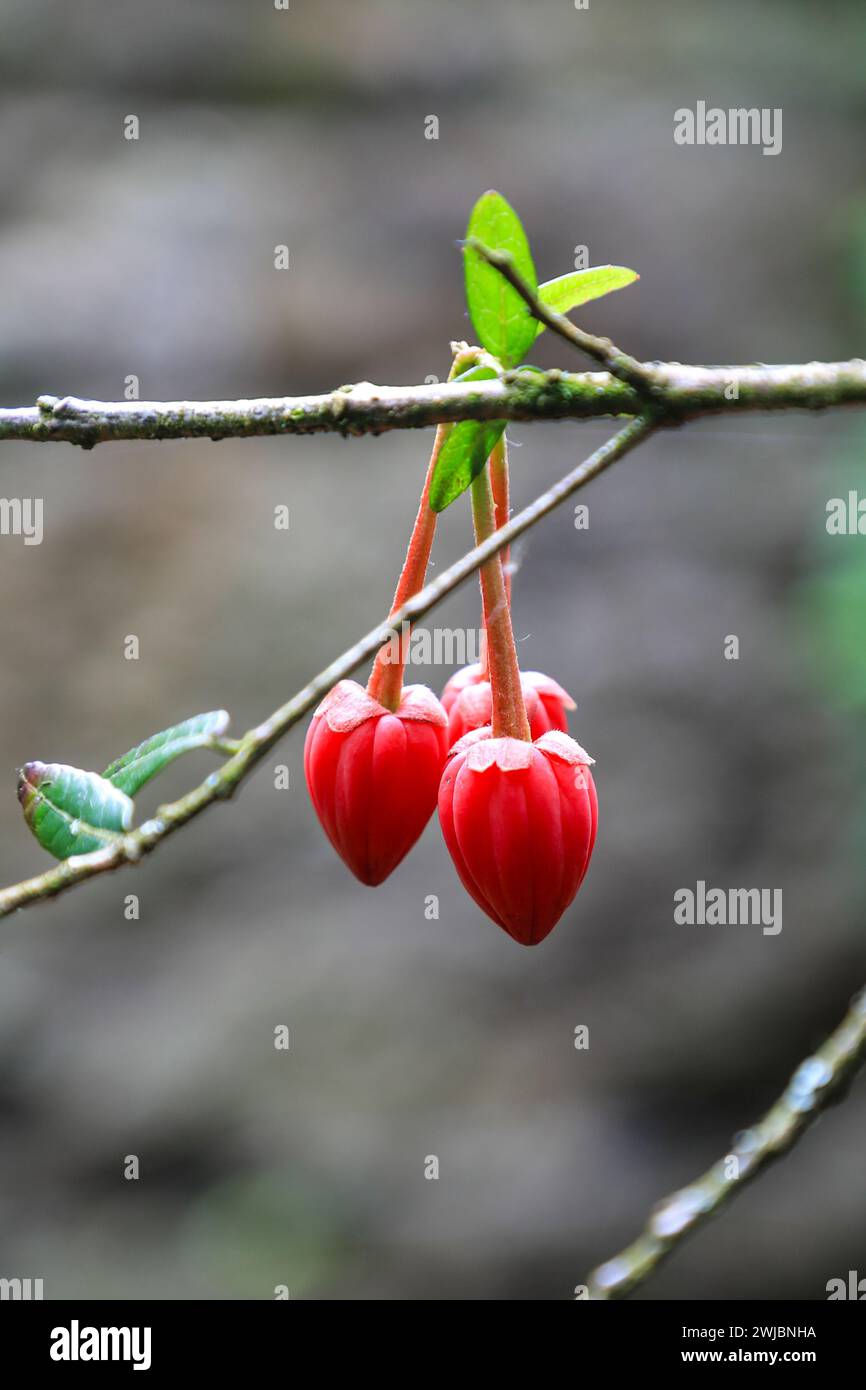 Die leuchtend roten Glockenblumen des chilenischen Laternenbaums (Crinodendron hookerianum) oder (tricuspidaria lanceolata) Stockfoto