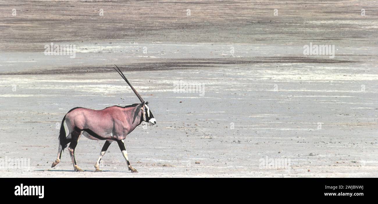 Gemsbok Oryx gazella oder südafrikanischer Oryx auf Makgadikgadi Pan Botswana Stockfoto