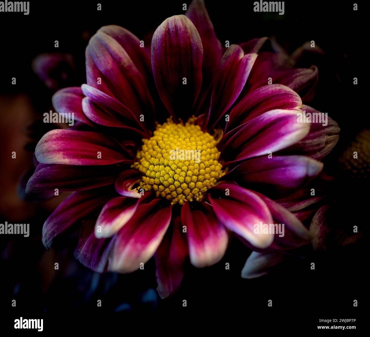 Nahaufnahme einer violetten Zinnia mit gelbem Zentrum und weißen Blütenblättern auf dunklem Hintergrund. Stockfoto