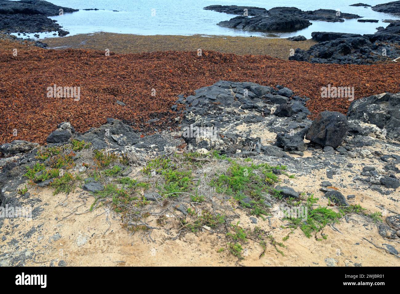 Vulkanische Atlantikküste mit Felsenbecken und dicken Teppichen von Algen, die an einem Strand, Fuerteventura, angespült werden. Möglicherweise Sarkassum oder Sarkassum gemischt. Stockfoto