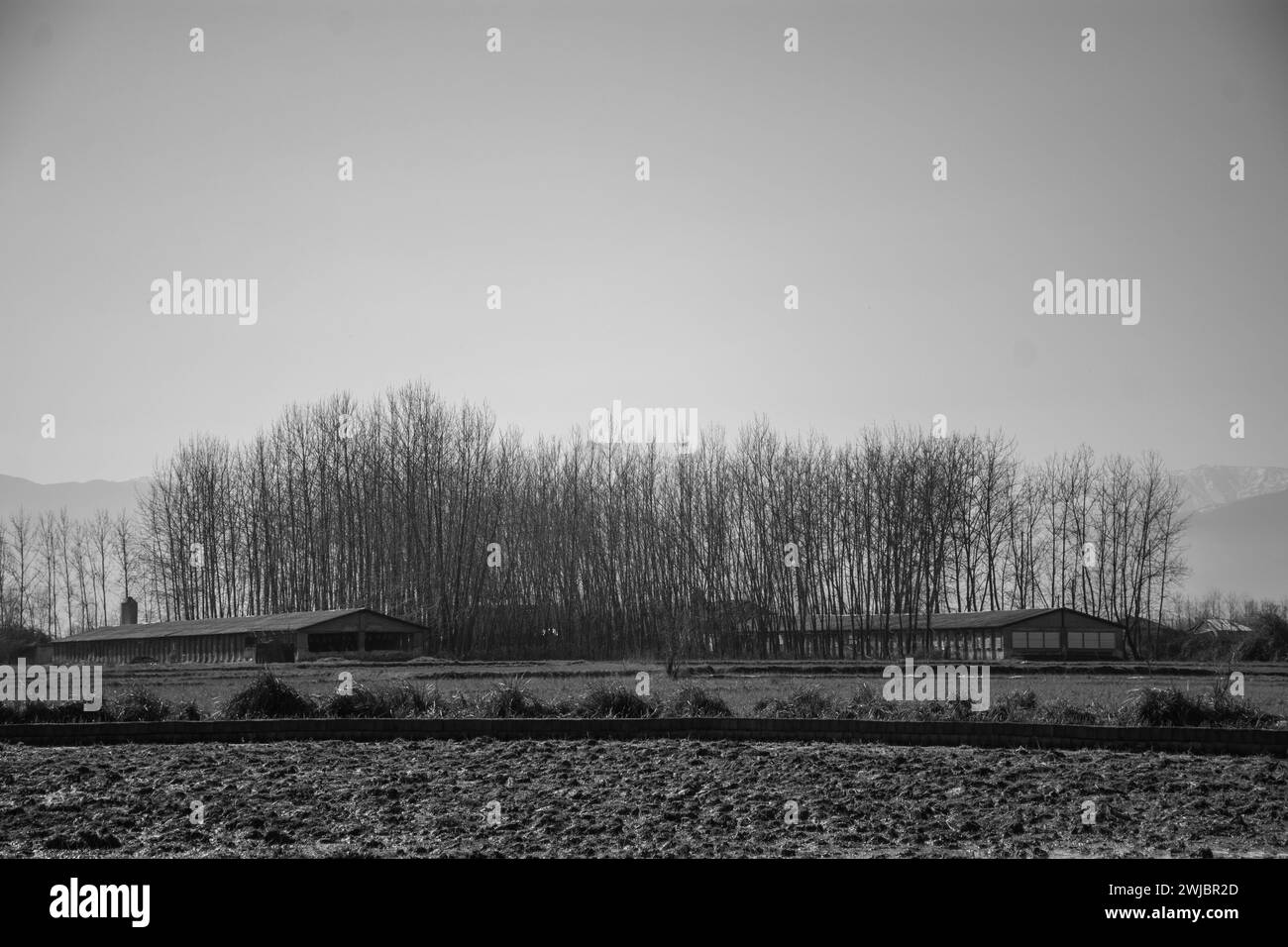 Natur in Schwarz-weiß Stockfoto