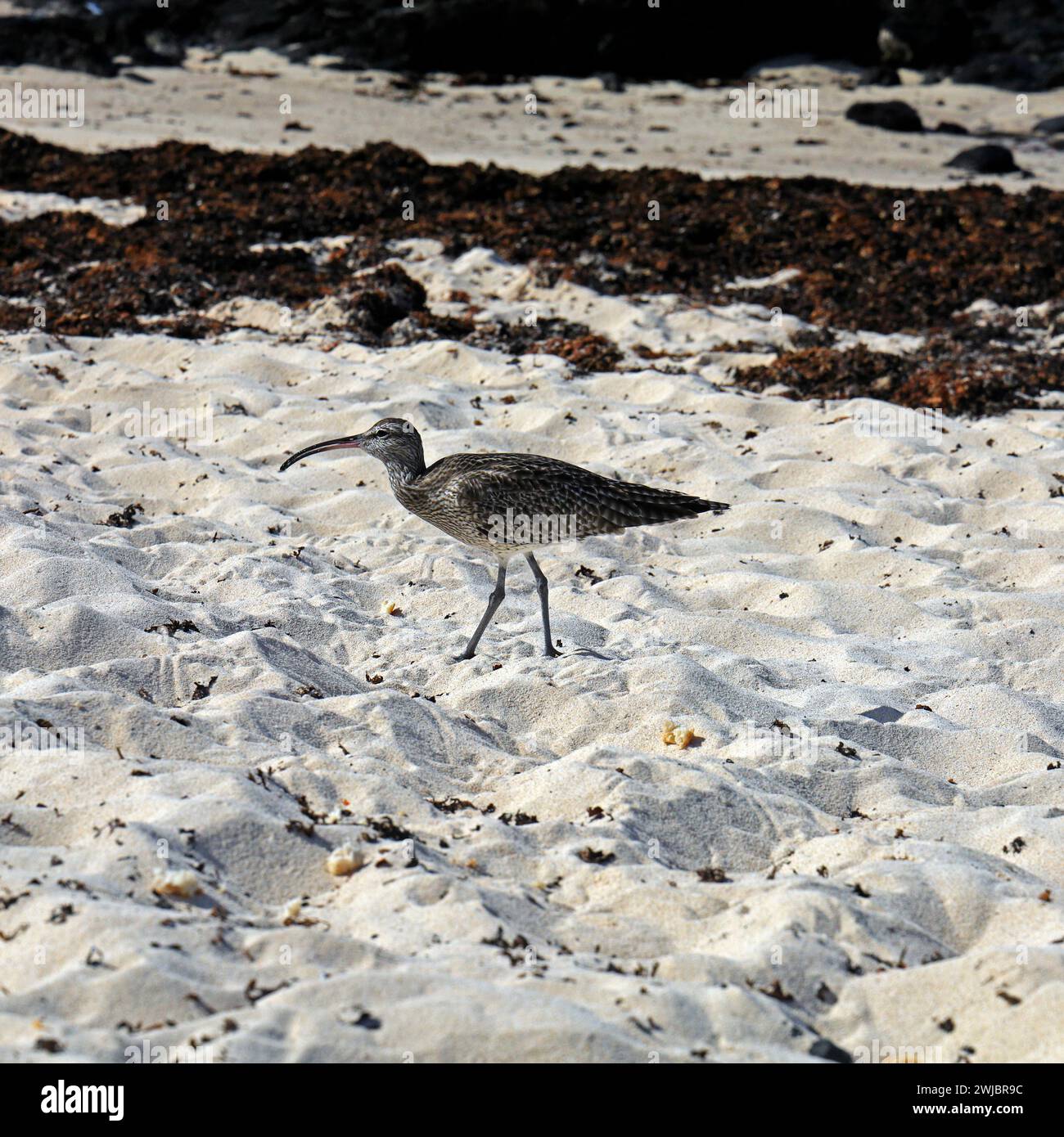 Halbzähmlicher Eurasischer Brachbruch, der an einem Sandstrand Brotbrot fresst, Fuerteventura, aufgenommen im November 2023 Stockfoto