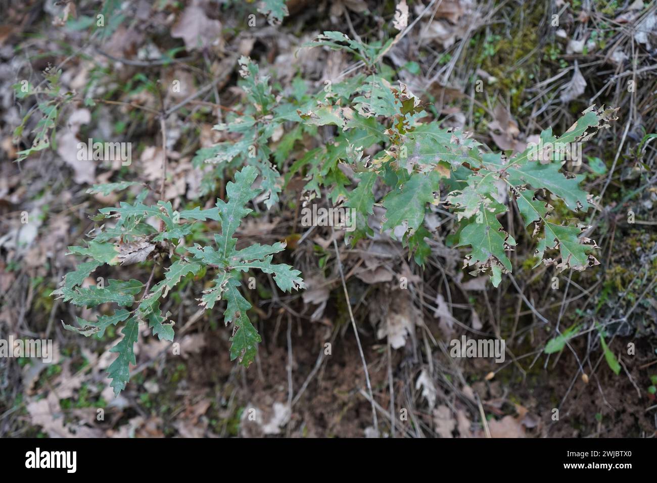 Eiche, Galleiche, Lusitanische Eiche oder Färbereiche (Quercus lusitanica) Stockfoto