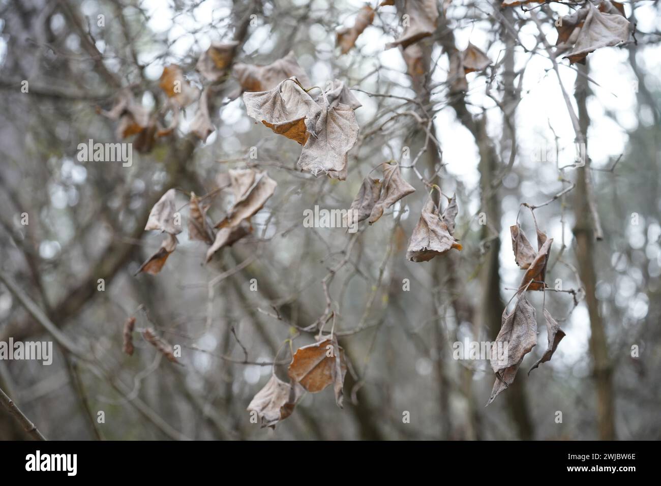 Bäreneiche oder Peeling-Eiche (Quercus ilicifolia) Stockfoto