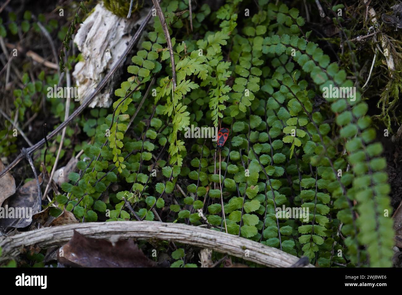 Käfer, Feuerwanzer, Roter Soldat-Käfer (Pyrrhocoris apterus) krabbeln auf Spleenwort Stockfoto