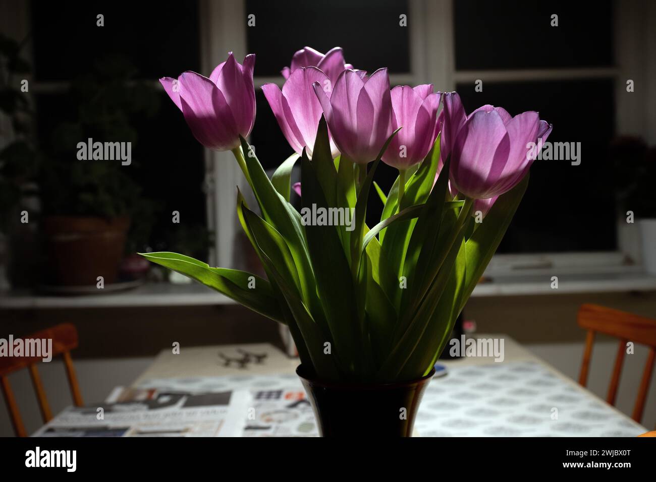 Ein Bouquet violetter Tulpe zu Hause Stockfoto