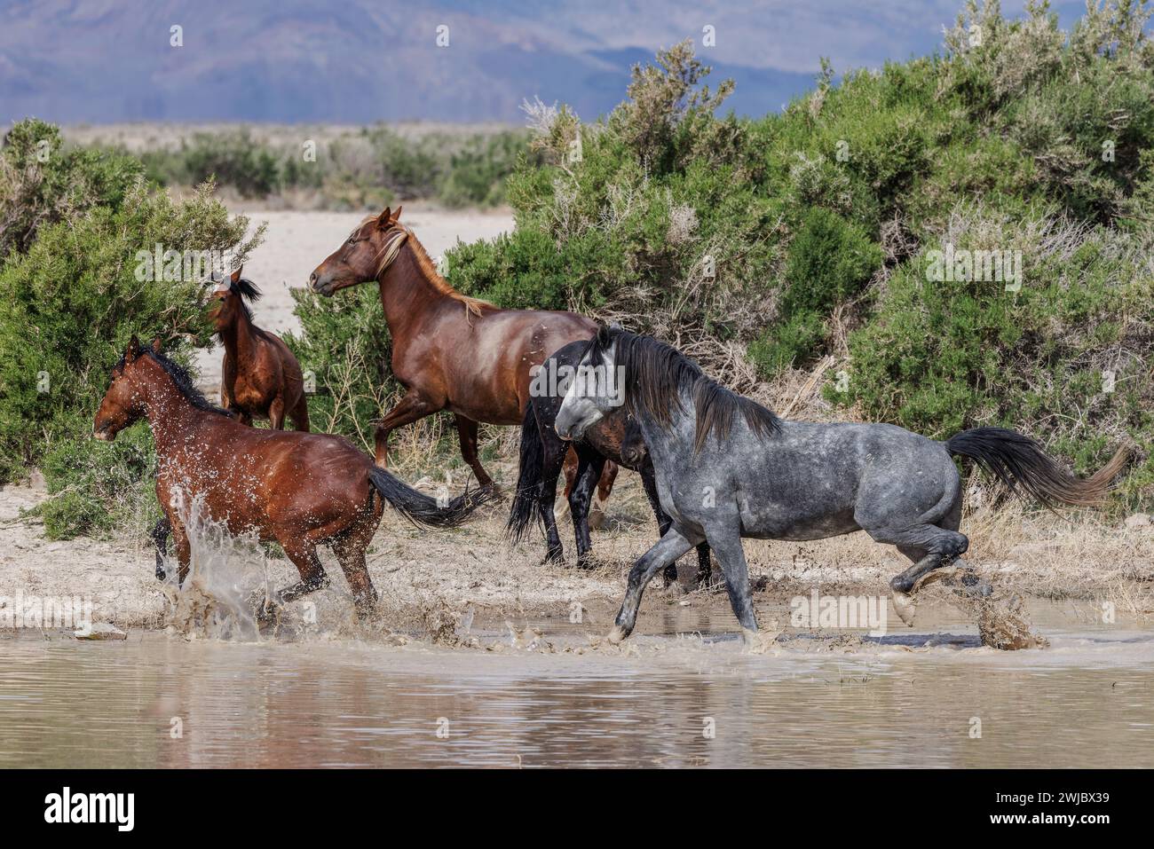 Die Wildpferdeherde des Onaqui Mountain hat eine leichte bis mittelschwere Struktur und ist in Farben wie Sauerampfer, roan, Buchleder, Schwarz, Palomino, und grau. Stockfoto