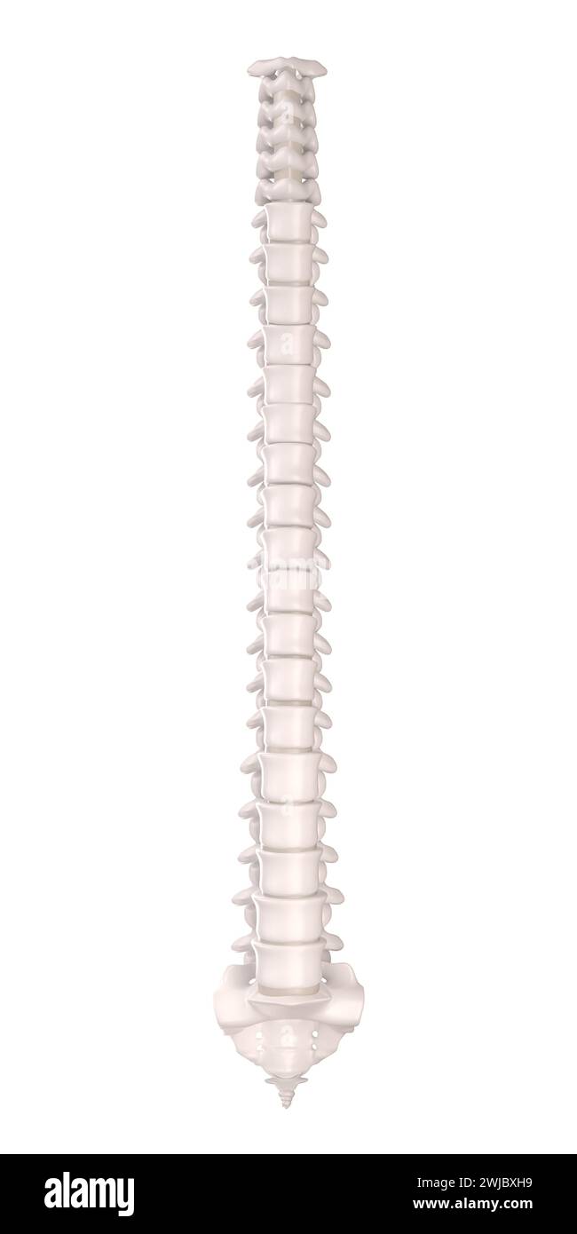 Frontalansicht der menschlichen Wirbelsäule mit anatomischen Details. Isoliert auf weiß. 3D-Rendering Stockfoto