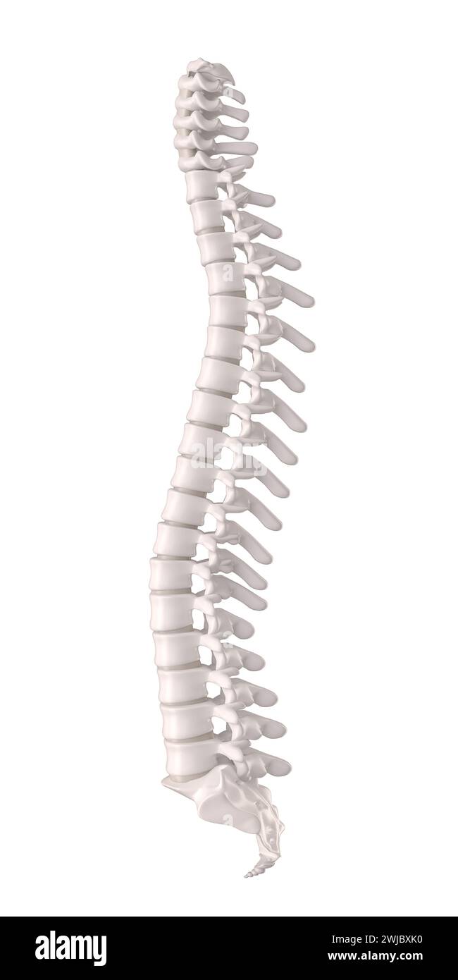 Menschliche Wirbelsäule mit Bandscheiben und Wirbeln, orthopädisch-anatomische Details. 3D-Rendering. Isoliert auf weiß Stockfoto
