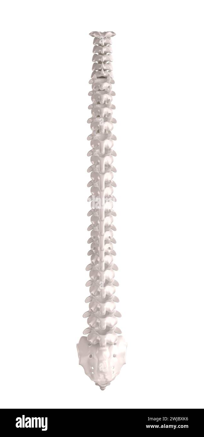 Rückansicht einer Wirbelsäule, menschliches Skelett mit anatomischen Details. Isoliert auf weiß. 3D-Rendering Stockfoto