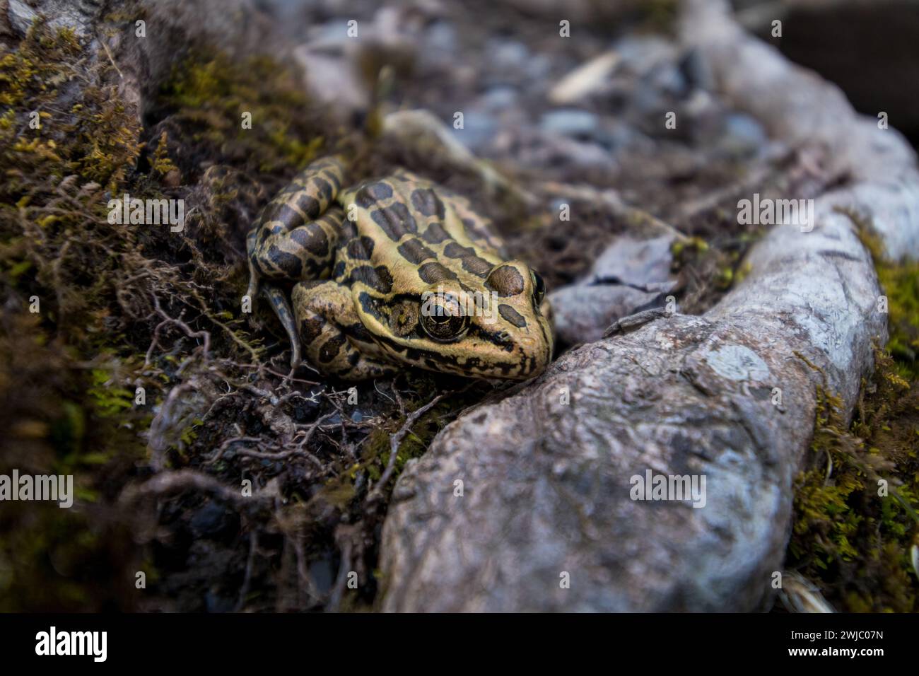 Frosch neben einer Baumwurzel auf grünem Moos. Stockfoto