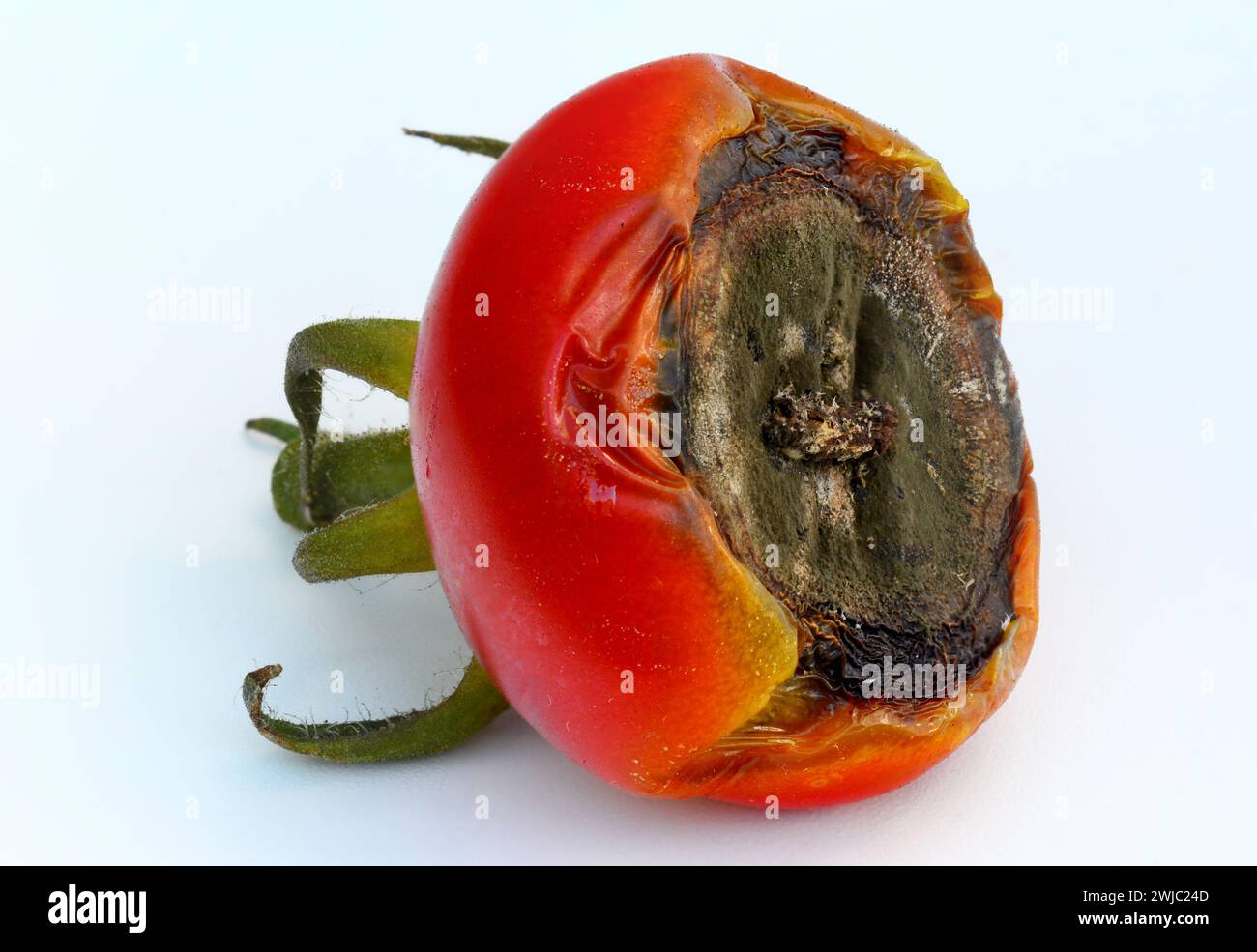 Tomatenfrucht durch geschwärzte Früchte beeinflußt Ende - aufgrund der Blütenendfäule, die einen Kalziummangel signalisiert. Stockfoto