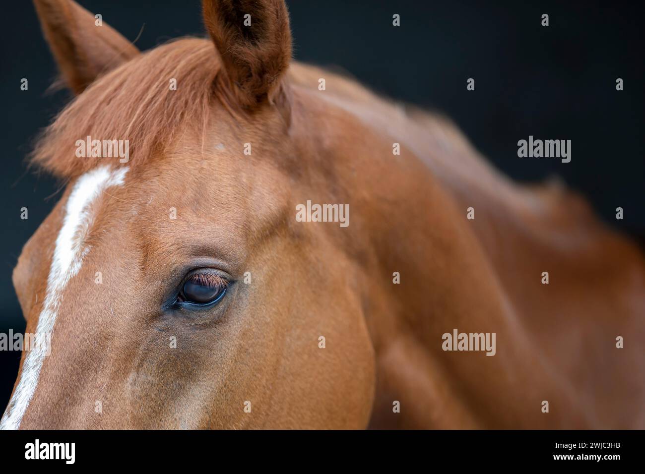Rennpferd in der Scheune, Horse Eye Detail Stockfoto