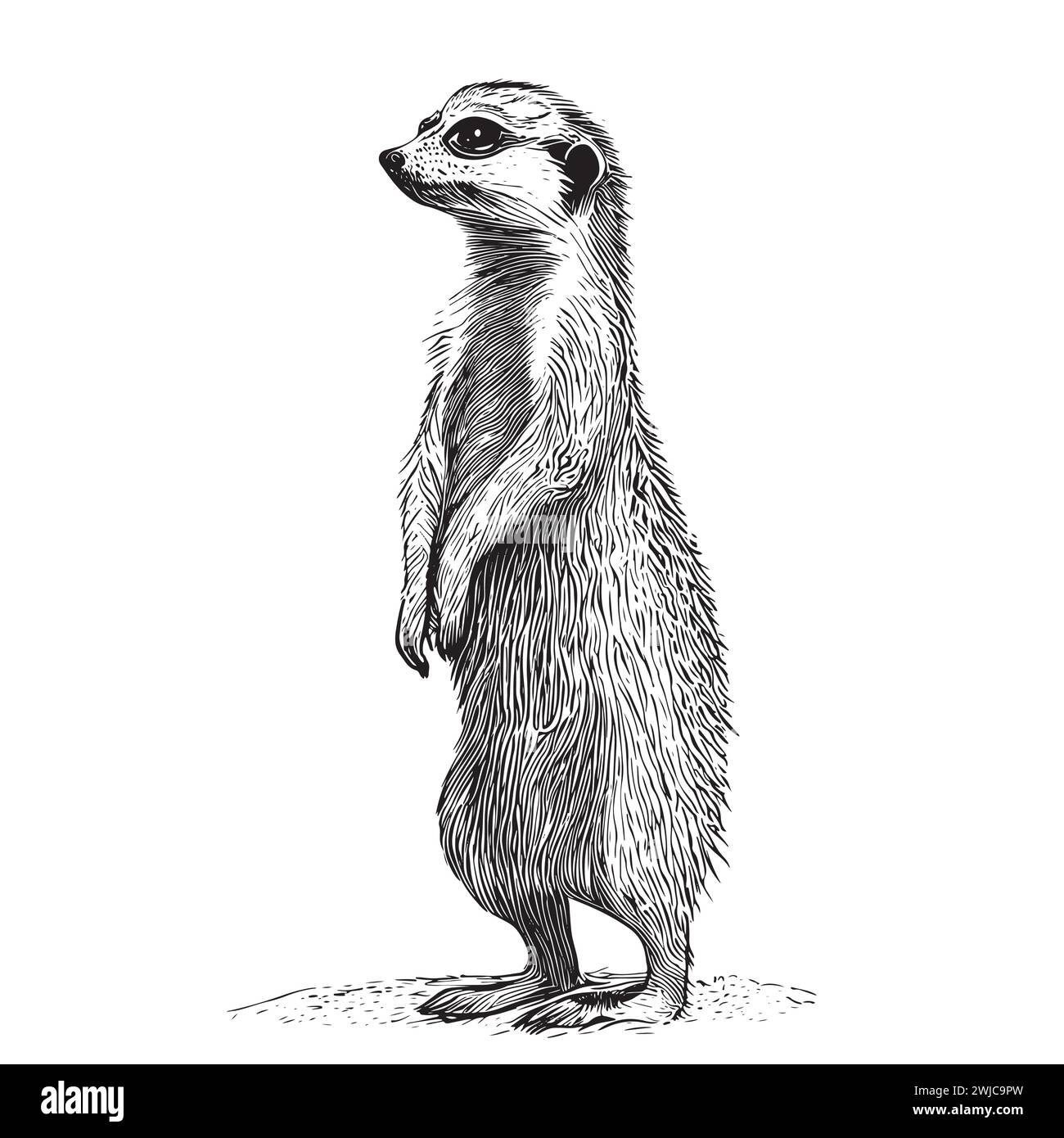 Erdmännchen stehende Skizze handgezeichnet Vektor-Illustration Stock Vektor