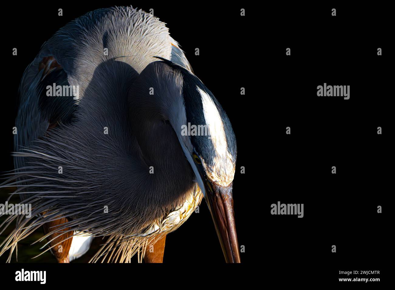 Ein Vogelmoment Stockfoto