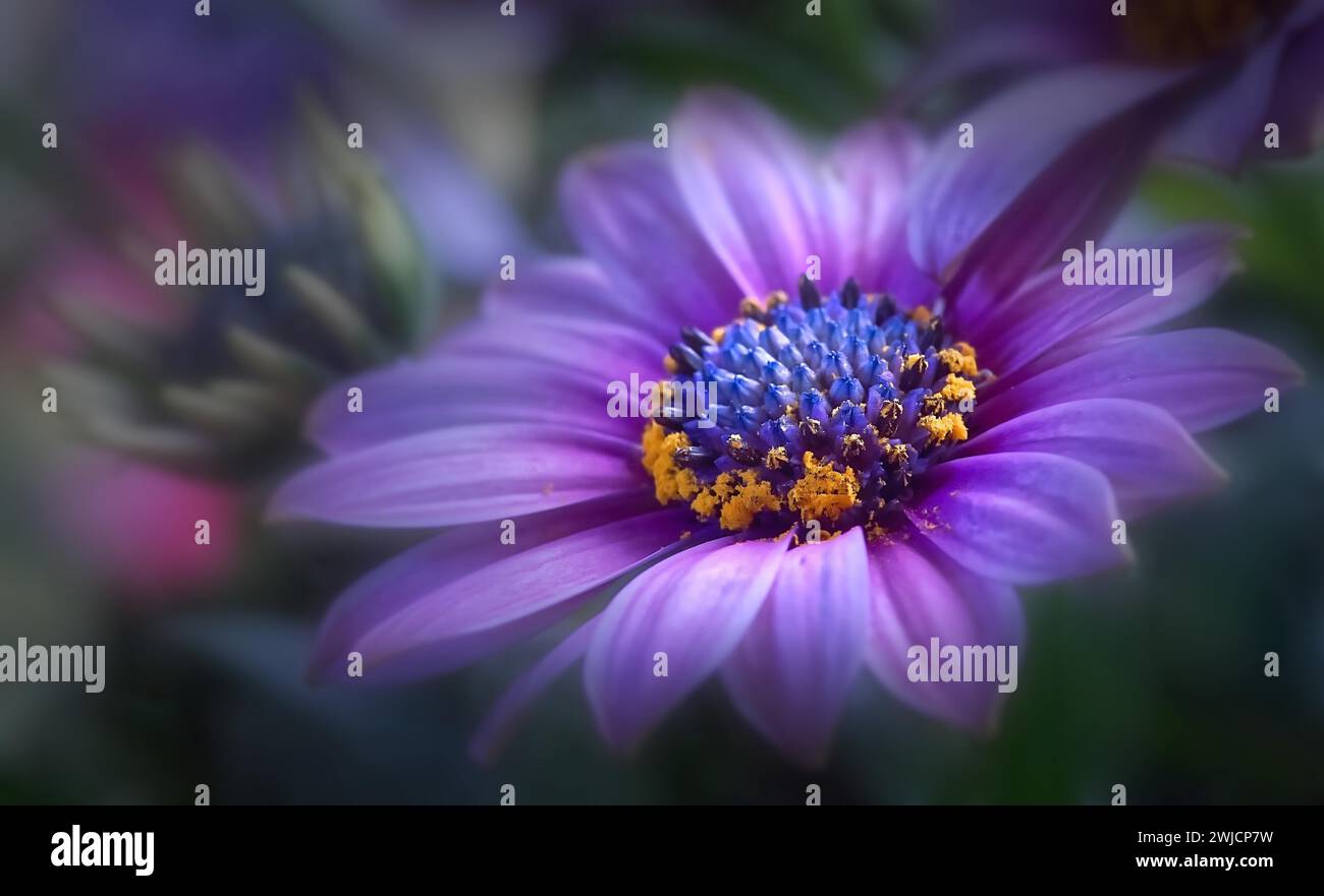 Cape marguerite (Dimorphotheca ecklonis, Osteospermum ecklonis), Nahaufnahme, heimisch in Südafrika Stockfoto