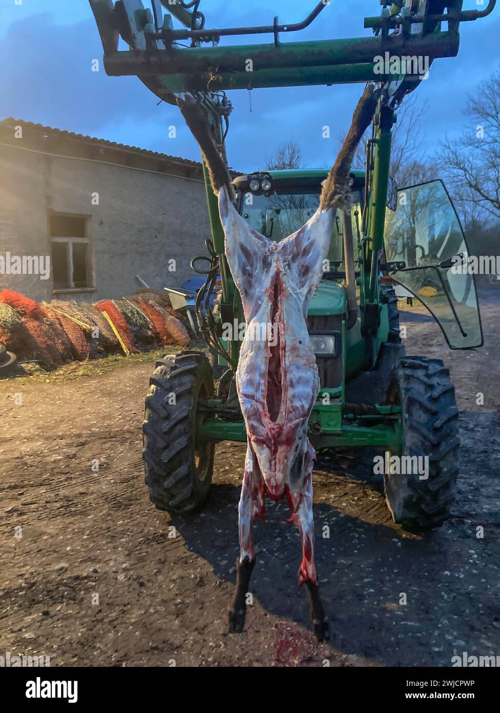 Geschlachtete Schafe, das Fell hängt von einem Traktor auf einem Bauernhof in Mecklenburg-Vorpommern Stockfoto