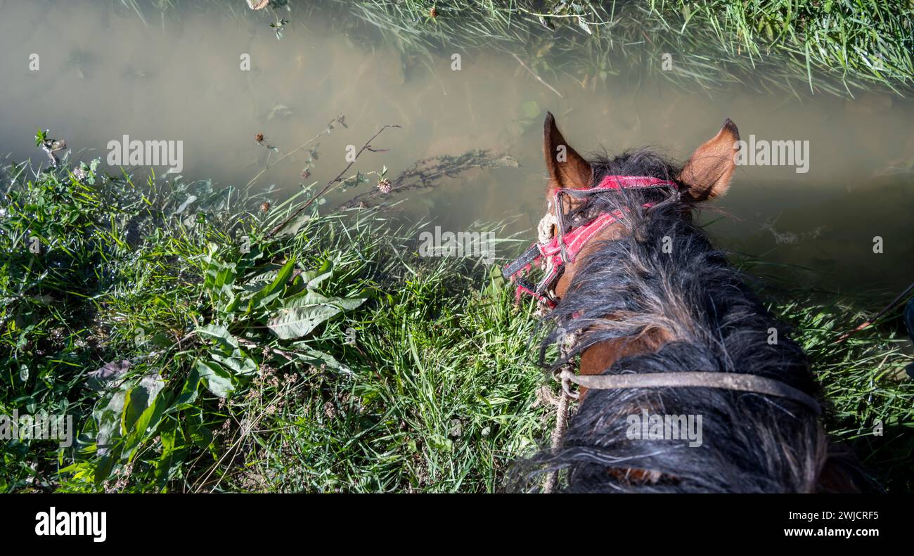 Pferdetrinken aus der Perspektive des Reiters, Kirgisistan Stockfoto