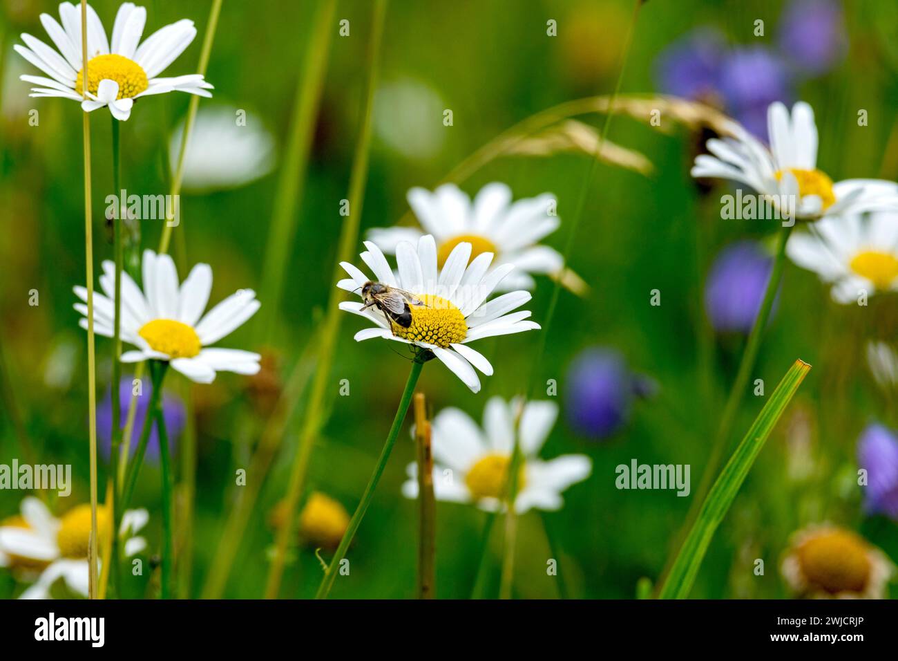 Blühende Margueriten (Leucantheme) mit westlicher Honigbiene (APIs mellifera), bunte Blüten, Gräser und Insekten in einer wilden, natürlichen Blume Stockfoto
