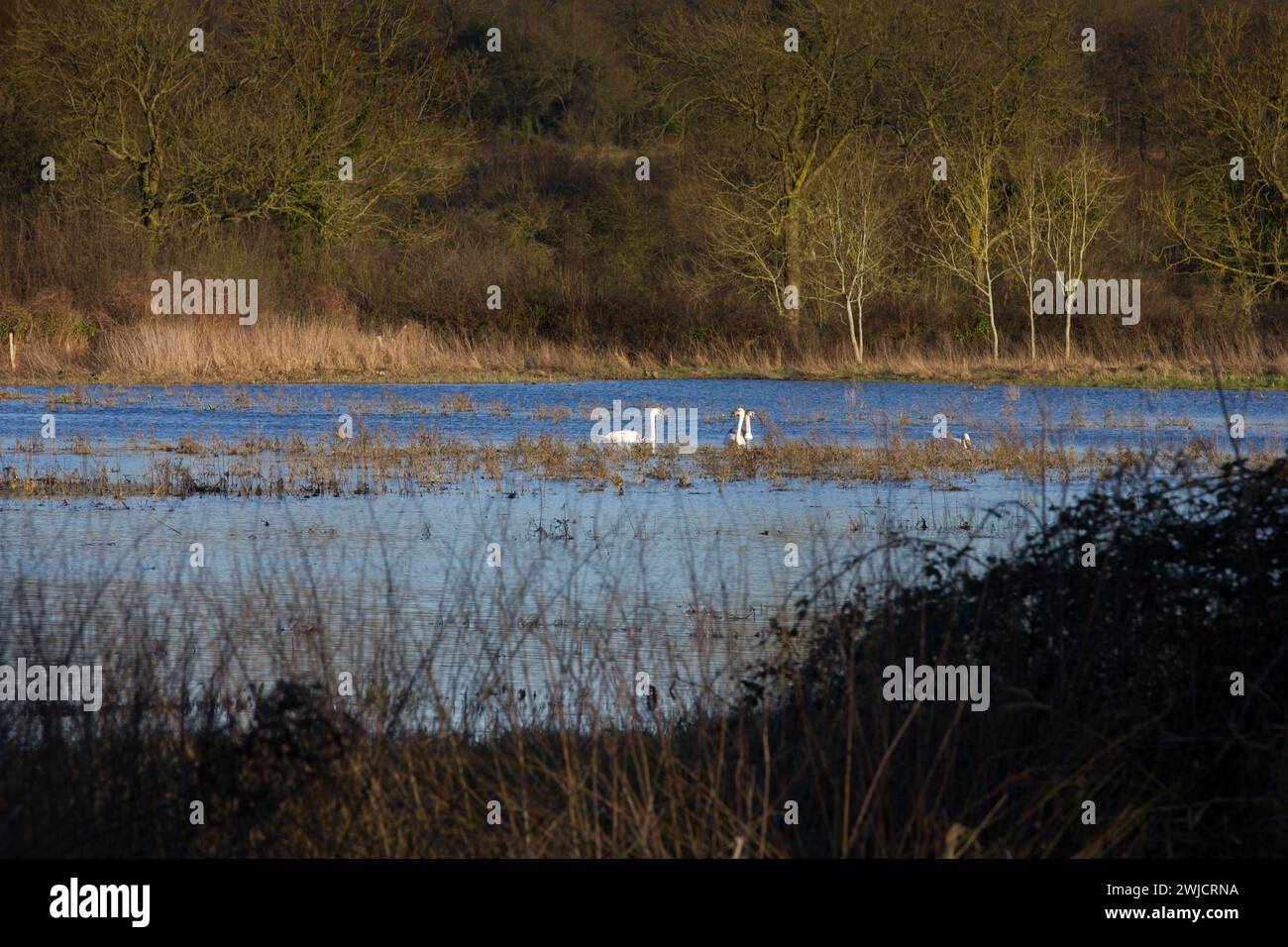 Überflutete Felder durch das Hochwasser im Kennet River, das die Ufer überquert. Schwäne nutzen die Vorteile. Stockfoto