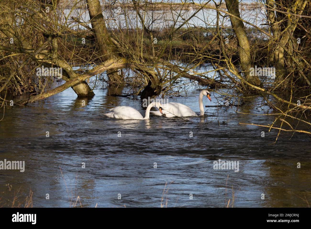 Schwäne schwimmen gegen einen schnell fließenden, überfluteten Fluss. Erhöhte Ebenen ermöglichen es den Schwänen, sich in untergetauchten Büschen und Bäumen zu bewegen. Cygnus. Stockfoto