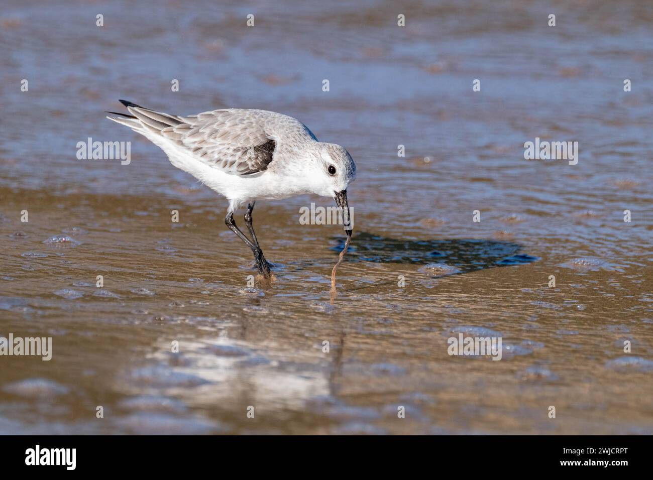 Sanderling (Calidris alba) steht im Wasser und zieht einen Wurm aus dem Sand, Praia de Sao Martinho do Porto, Portugal Stockfoto