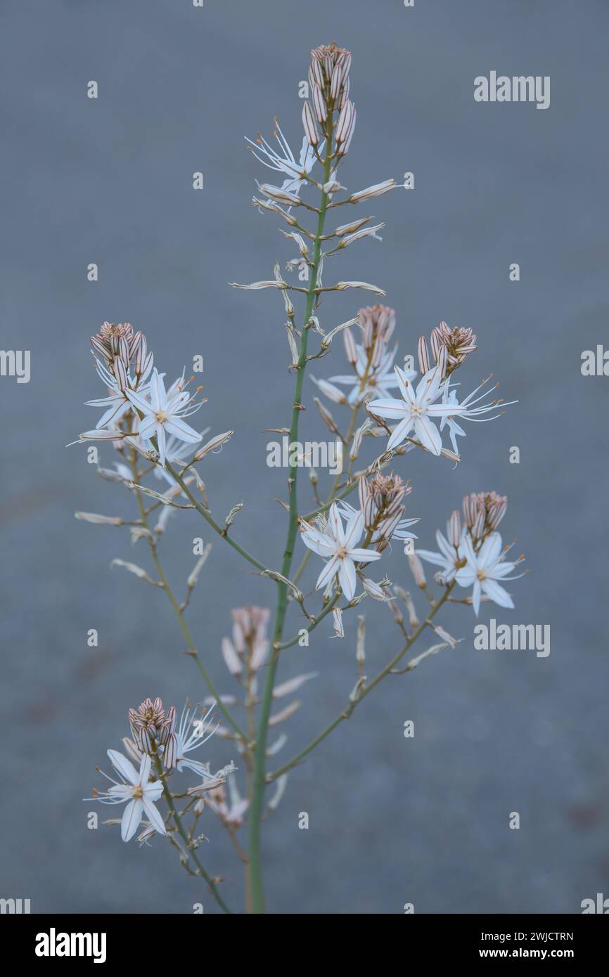 Kleinfruchtiges Affodil (Asphodelus aestivus), Affodill, Asphodelaceae, Spargel, Naturfotografie, Monfraguee, Extremadura, Spanien Stockfoto