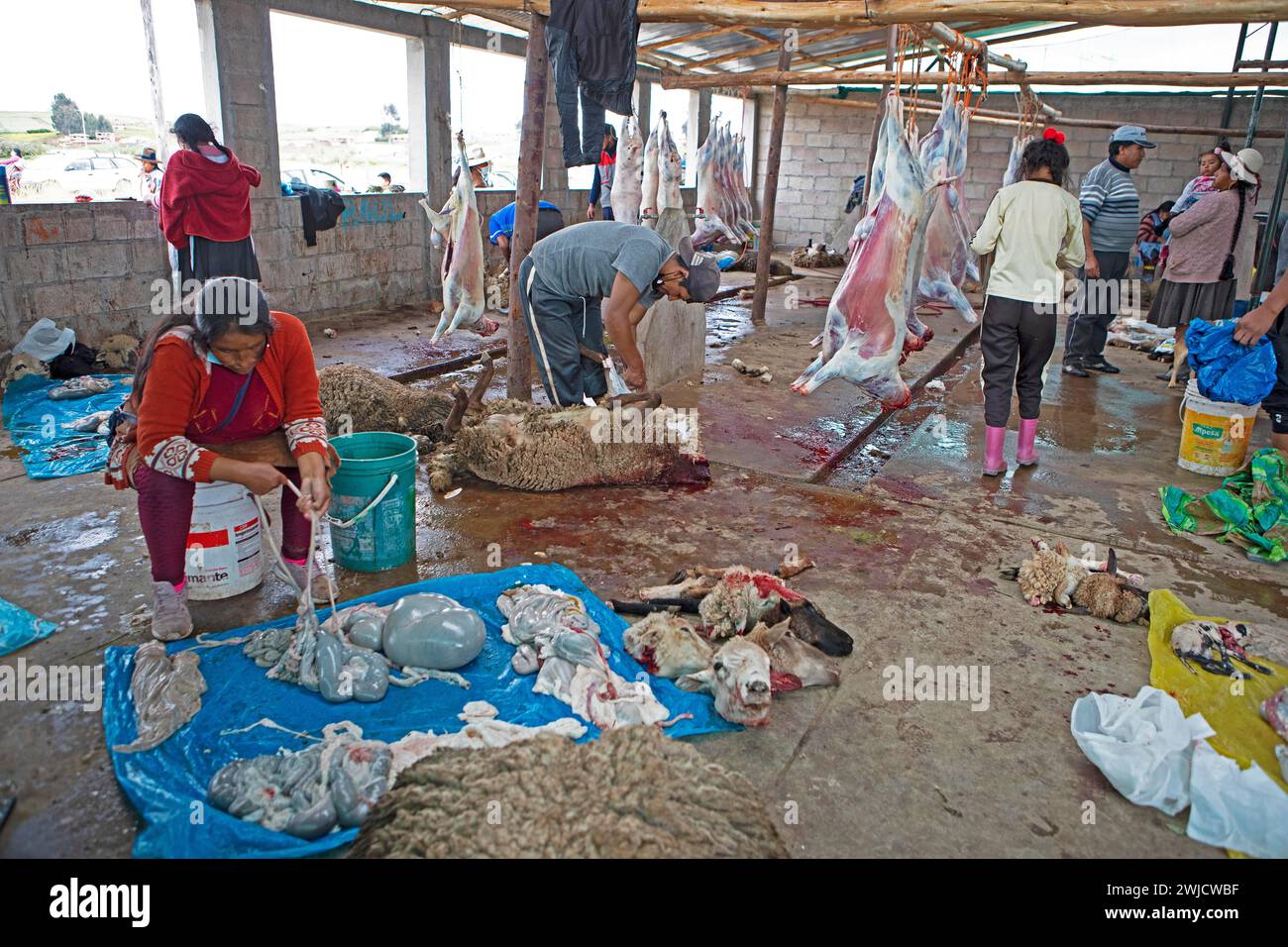 Peruaner Darmschafe, Schlachtnebenerzeugnisse und Schafköpfe im Schlachthof in Chinchero, Region Cusco, Peru Stockfoto