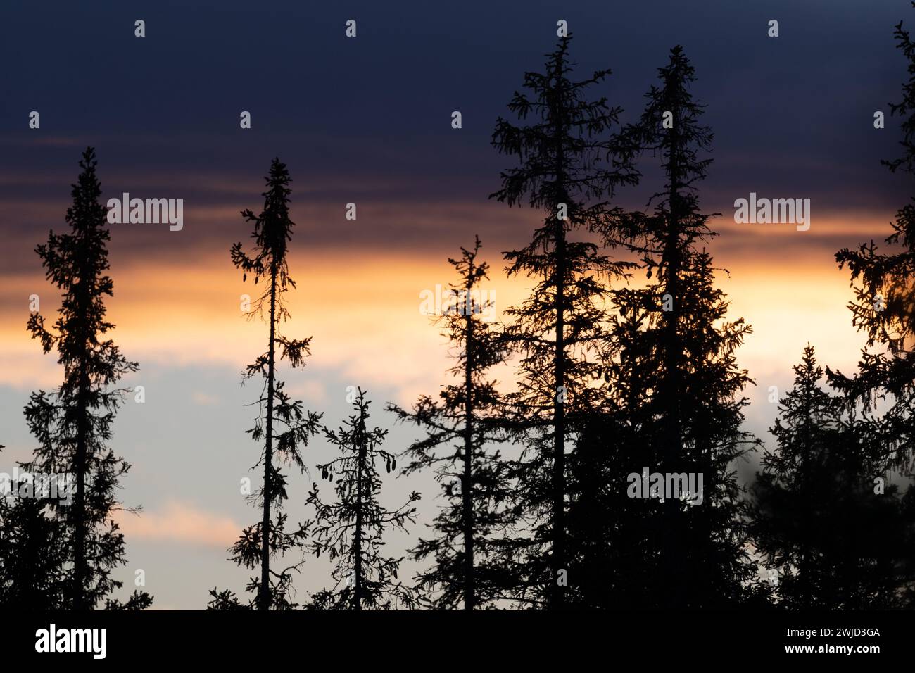 Baumsilhouetten und Wolken in der Abenddämmerung. Erschossen in Schweden, Skandinavien. Stockfoto