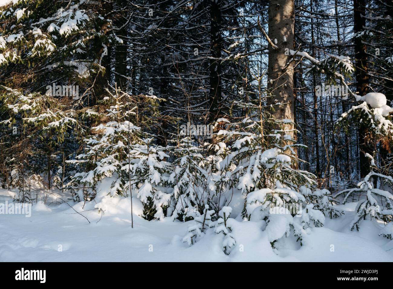 Querformat. Winterwald an einem frostigen sonnigen Tag. Die Bäume sind mit einer dicken Schneedecke bedeckt. Stockfoto