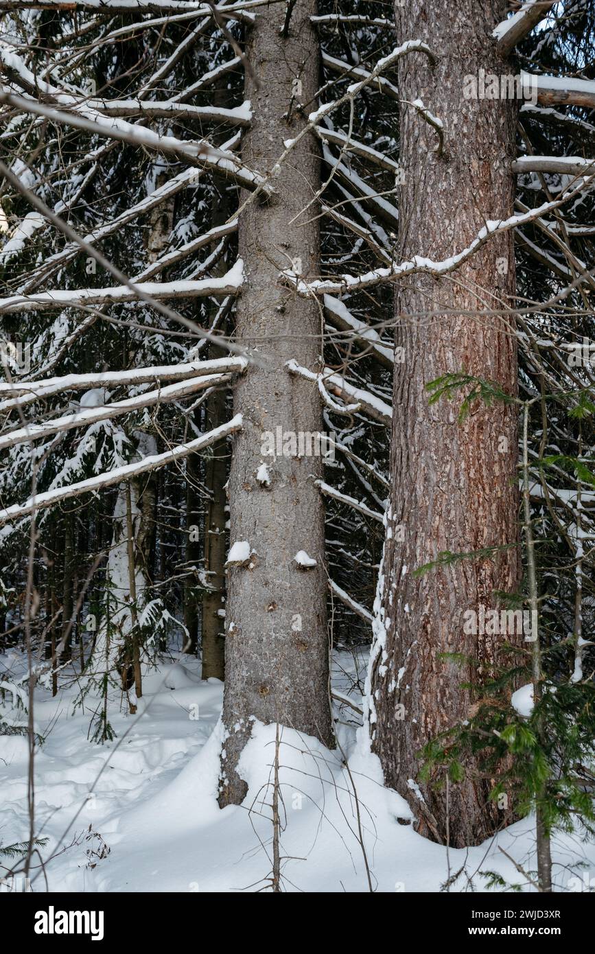 Zwei Bäume, die am selben Ort wachsen und mit Wurzeln und Ästen verschmolzen sind. Eine familiäre Verbindung. Stockfoto