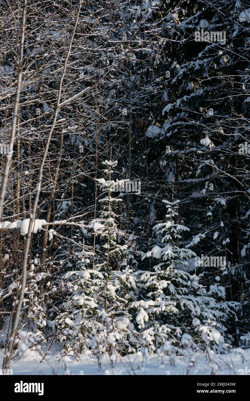 Querformat. Winterwald an einem frostigen sonnigen Tag. Die Bäume sind mit einer dicken Schneedecke bedeckt. Stockfoto