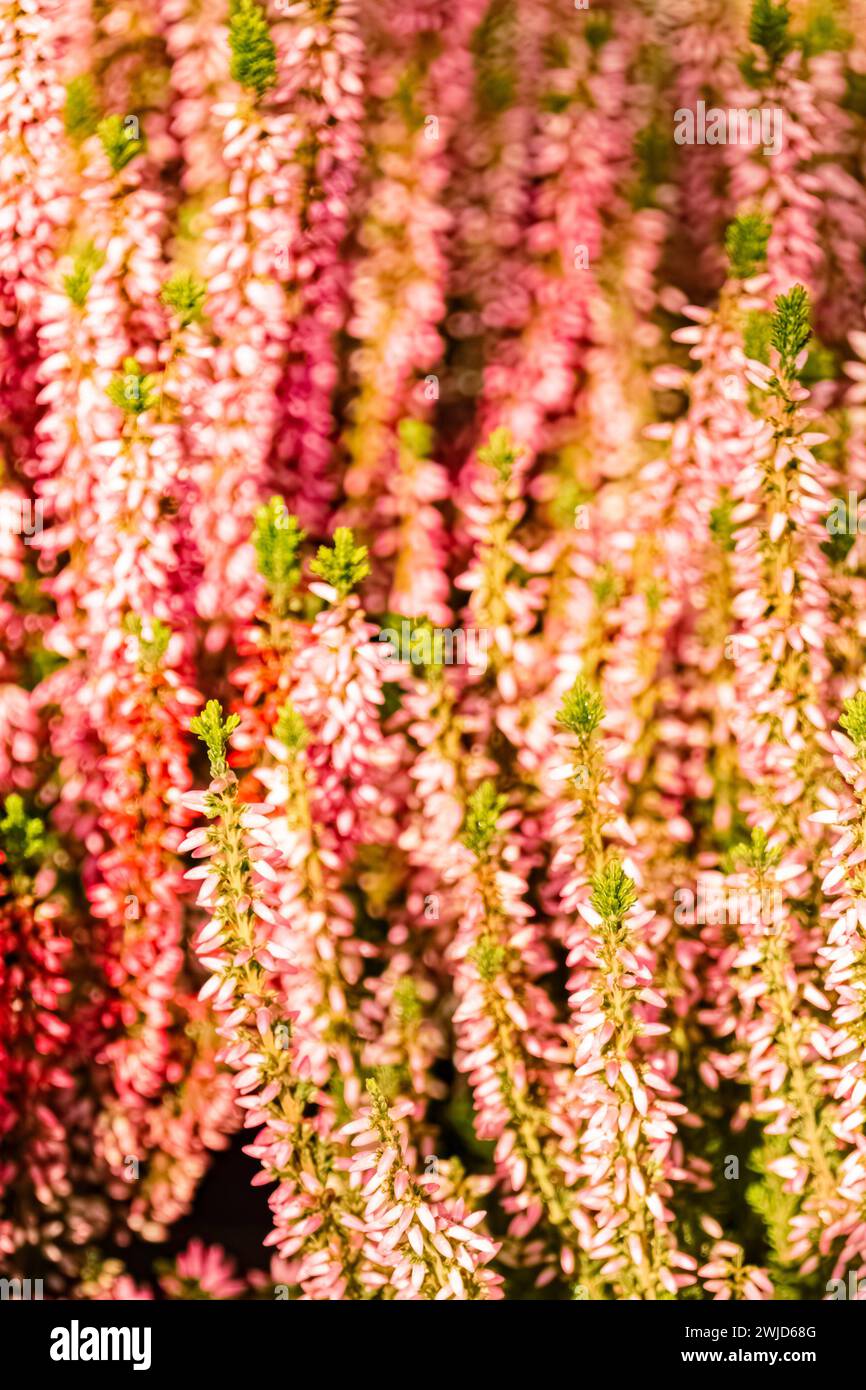 Calluna vulgaris, Scotch Heidekraut bei Bad Griesbach, Bayern, Deutschland Calluna vulgaris, Scotch Heidekraut-Verbessert-RR Stockfoto