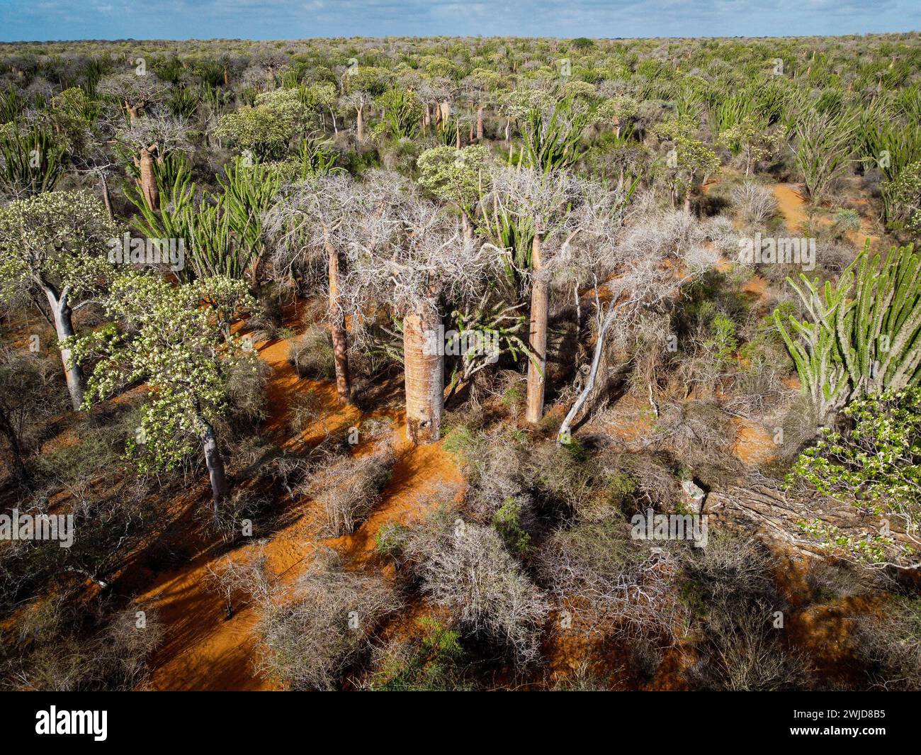 Baobab-Wald, Madagaskar Stockfoto