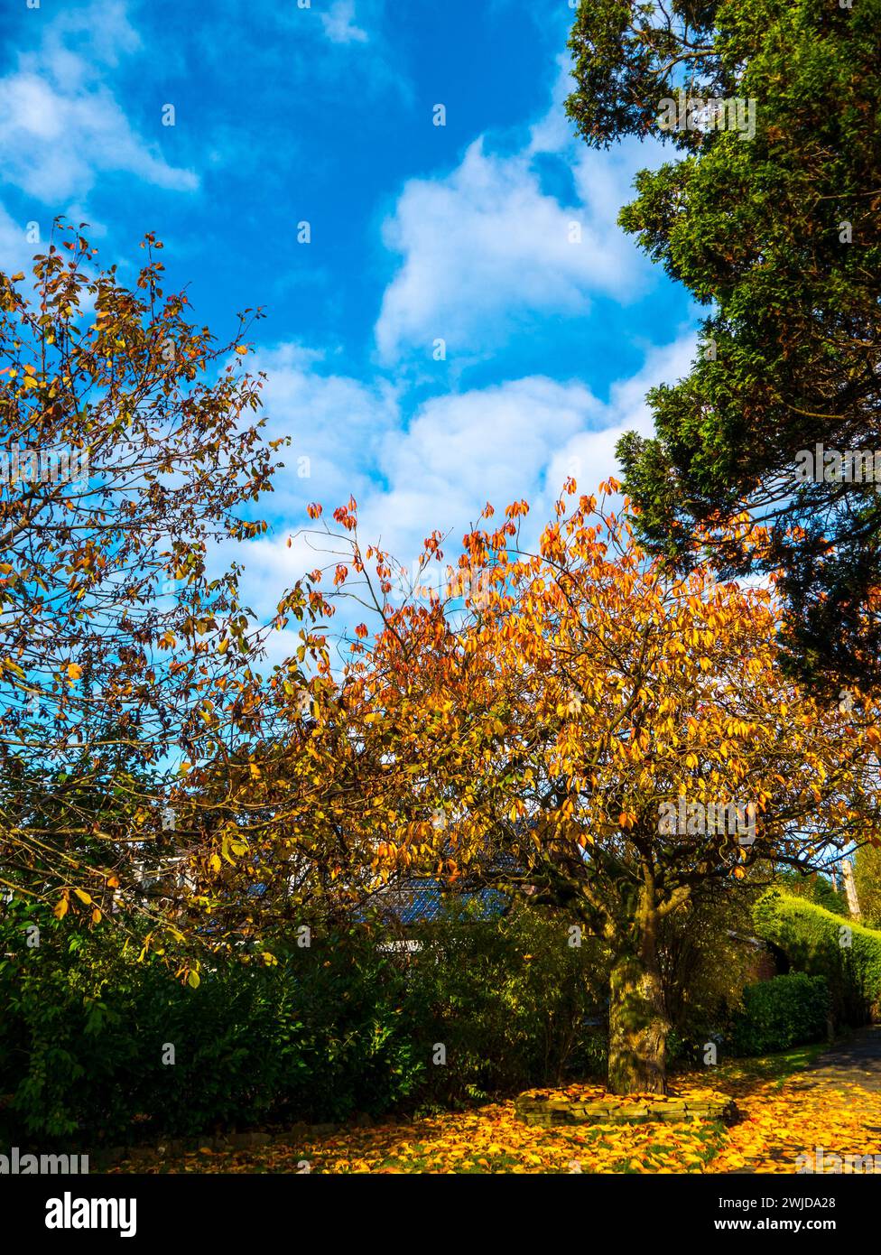 Mein Garten im Herbst in Lancahire Stockfoto