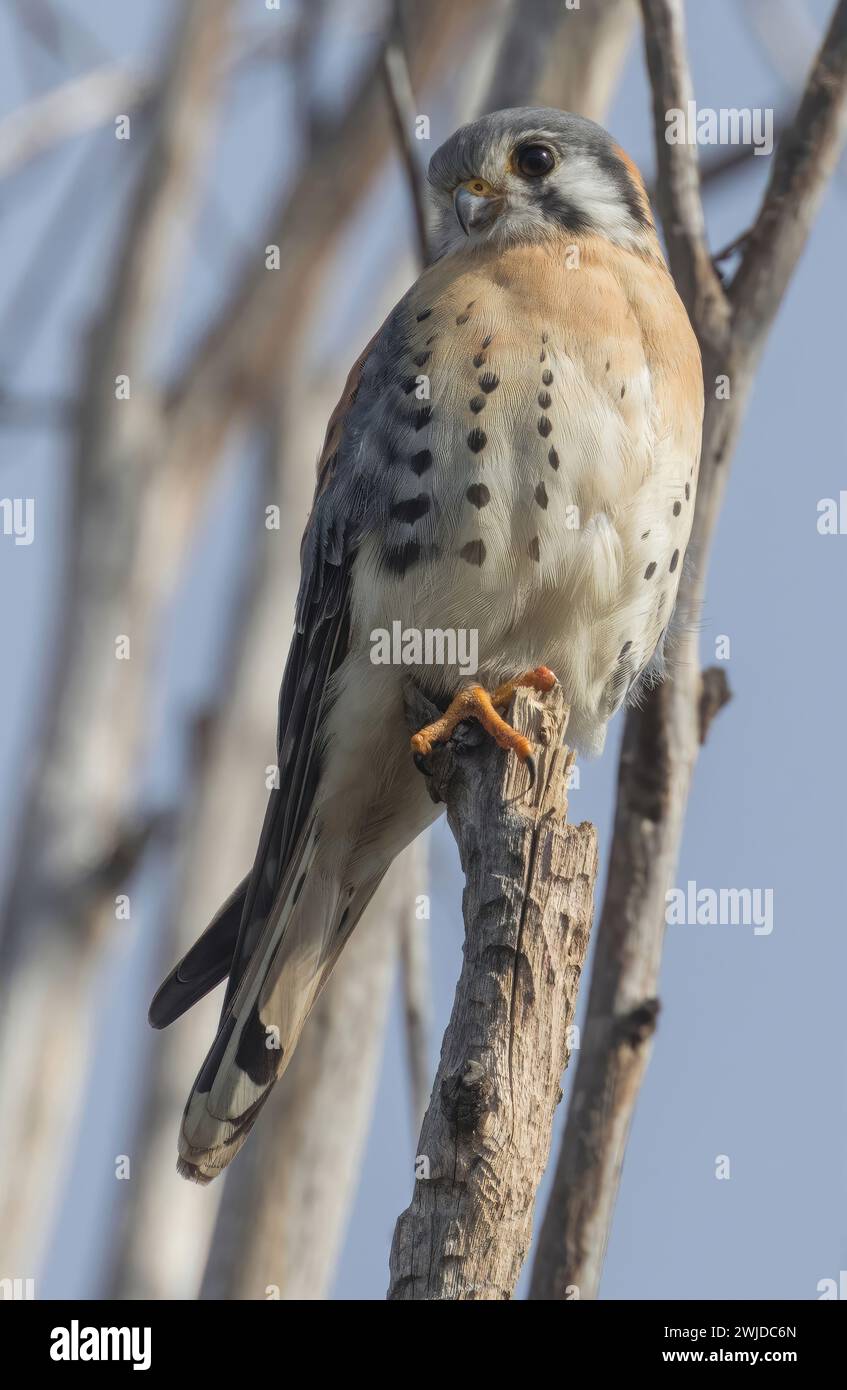 Amerikanischer Kestler, Männlich. Palo Alto Baylands, Santa Clara County, Kalifornien. Stockfoto