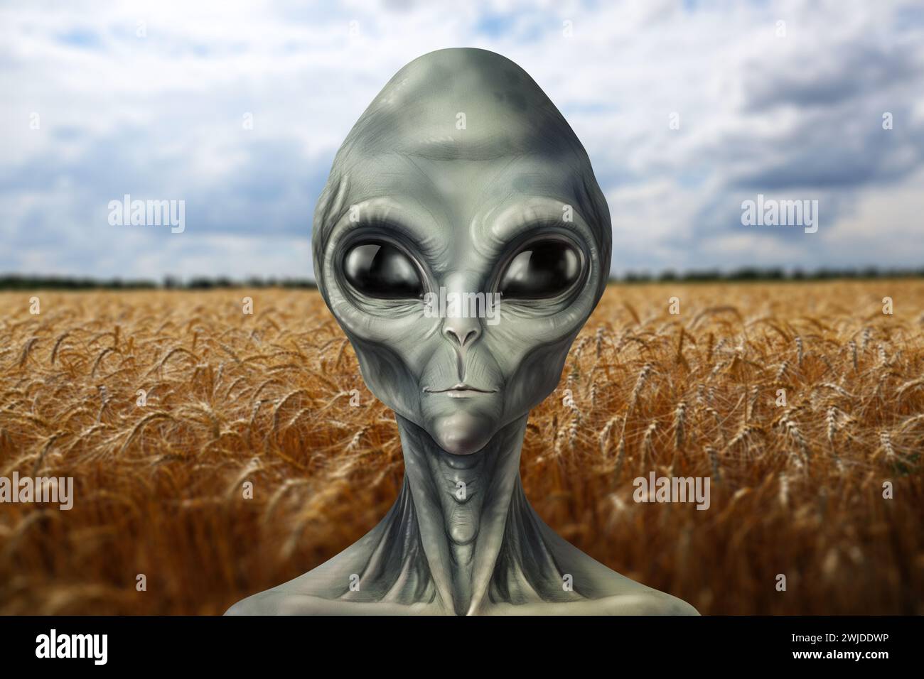Alien im Weizenfeld. UFO, außerirdische Besucher Stockfoto